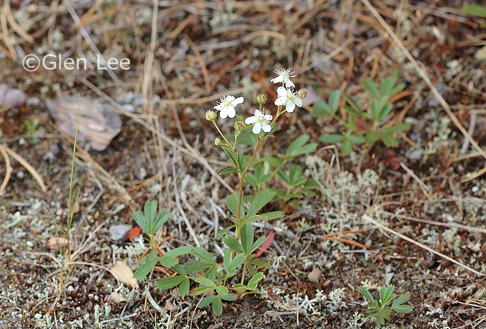 Sibbaldiopsis tridentata photos Saskatchewan Wildflowers